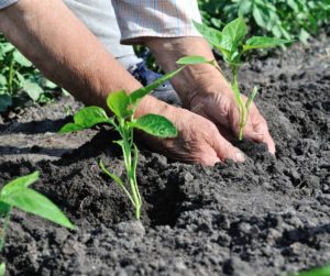 depositphotos_214440688-stock-photo-gardener-hands-planting-pepper-seedling